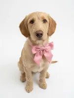 Daisy, a female Labradoodle for sale in Danielsville, GA – 1 of 1