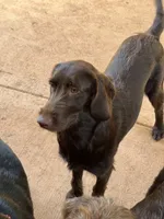 Violet Rae, a female Labradoodle for sale in Danielsville, GA – 3 of 3