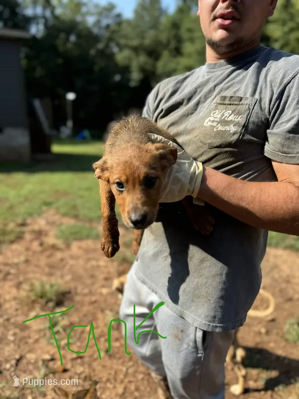 Bolt – German Shepherd Dog puppy for sale in Danielsville, GA