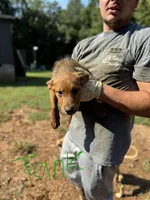 Bolt, a male German Shepherd Dog for sale in Danielsville, GA – 1 of 1