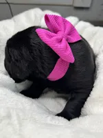 Fringe, a female Labrador Retriever for sale in Danielsville, GA – 3 of 6