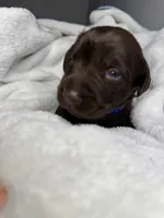 Pistol, a male Labrador Retriever for sale in Danielsville, GA – 5 of 8