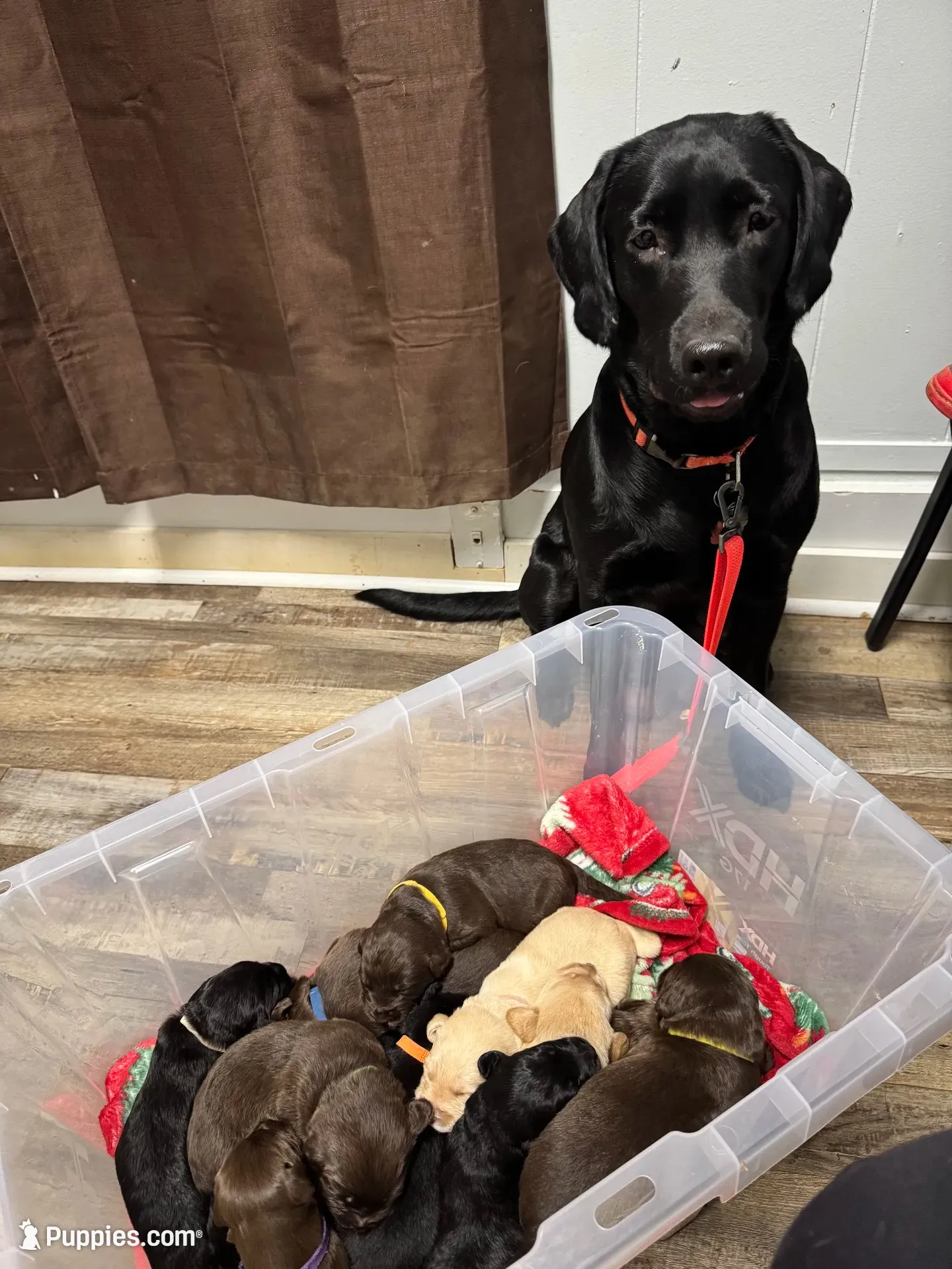 Fringe, a female Labrador Retriever for sale in Danielsville, GA – 6 of 6