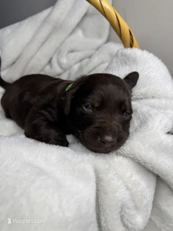 Ariat – Labrador Retriever puppy for sale in Danielsville, GA