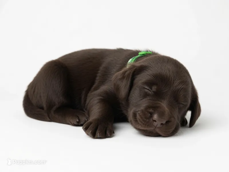Ariat – Labrador Retriever puppy for sale in Danielsville, GA