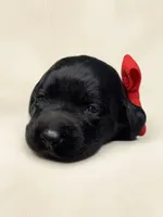 Saddle, a female Labrador Retriever for sale in Danielsville, GA – 1 of 6