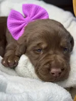 Suede, a female Labrador Retriever for sale in Danielsville, GA – 2 of 6