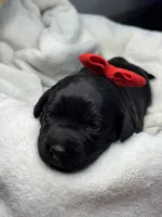 Saddle, a female Labrador Retriever for sale in Danielsville, GA – 2 of 6