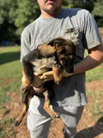 Skye, a female German Shepherd Dog for sale in Danielsville, GA – 2 of 2