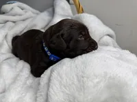 Pistol, a male Labrador Retriever for sale in Danielsville, GA – 2 of 8