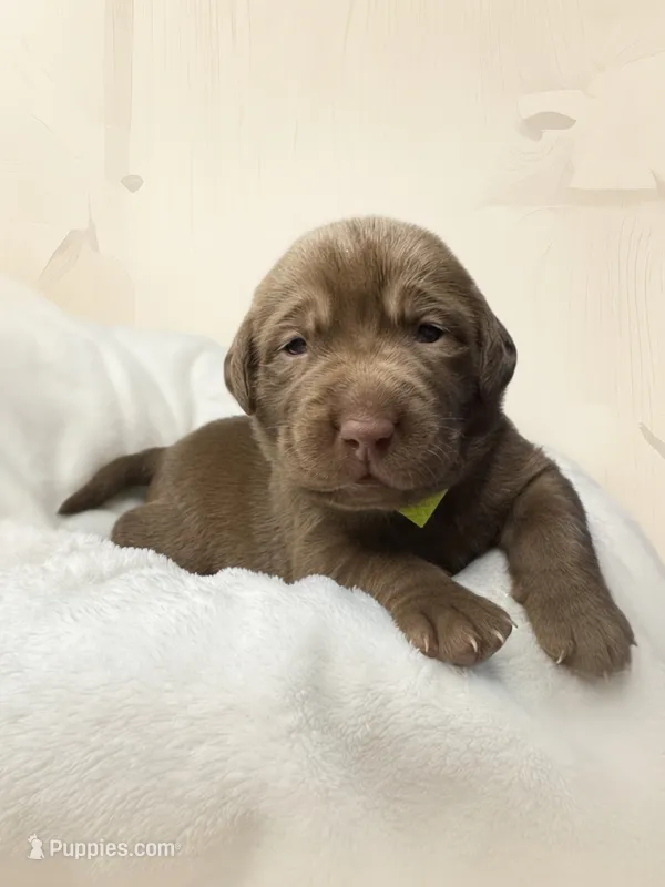 Sapphire – Labrador Retriever puppy for sale in Danielsville, GA