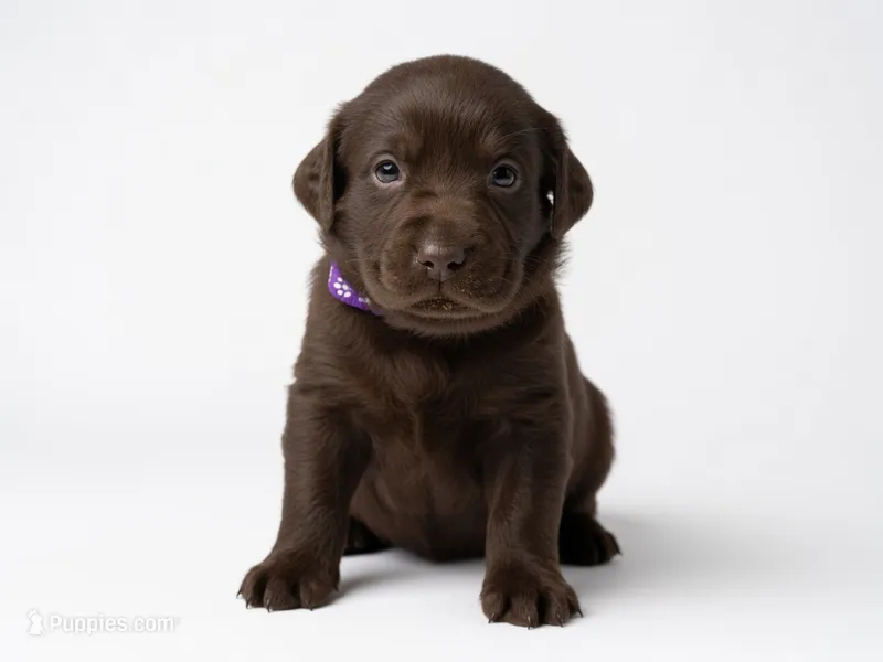 Punchy – Labrador Retriever puppy for sale in Danielsville, GA