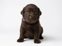 Punchy, a female Labrador Retriever for sale in Danielsville, GA – 1 of 1