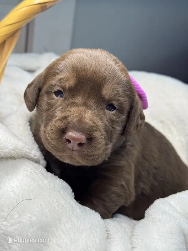 Suede – Labrador Retriever puppy for sale in Danielsville, GA