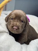 Suede, a female Labrador Retriever for sale in Danielsville, GA – 1 of 6