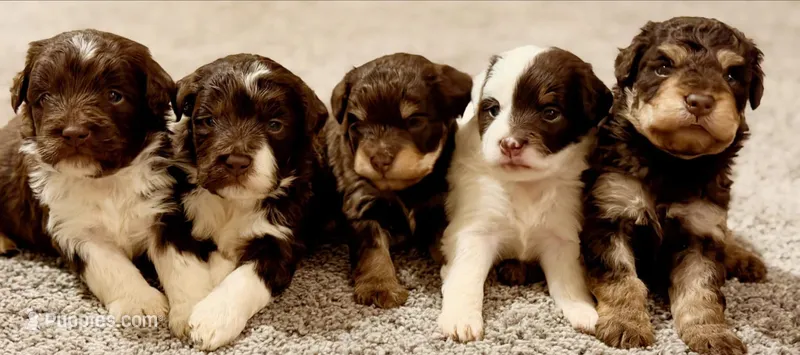 Girl mini Aussie Doodle – Miniature Aussiedoodle puppy for sale in Gladewater, TX