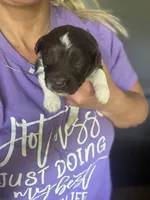 Girl mini Aussie Doodle, a female Miniature Aussiedoodle for sale in Gladewater, TX – 4 of 6