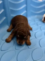 Girl mini Aussie Doodle, a female Miniature Aussiedoodle for sale in Gladewater, TX – 5 of 6