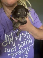 Girl mini Aussie Doodle, a female Miniature Aussiedoodle for sale in Gladewater, TX – 3 of 6