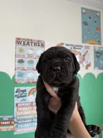 Purple Collar Male, a male Cane Corso for sale in Osceola, AR – 8 of 10