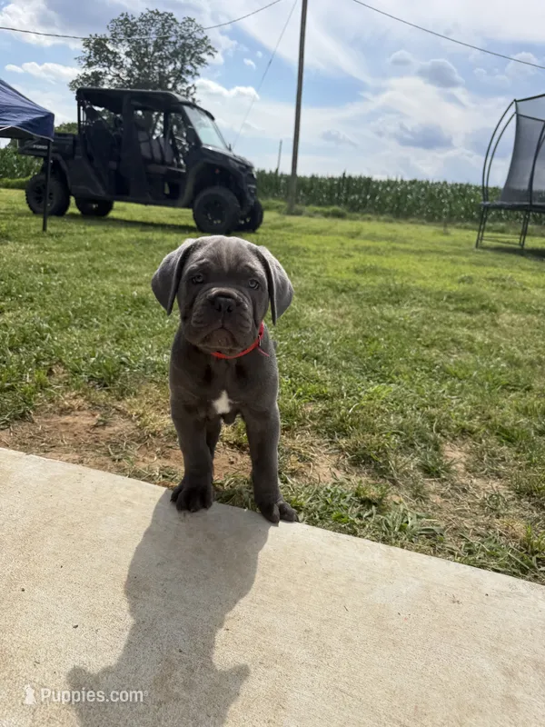 Red Collar – Cane Corso puppy for sale in Osceola, AR
