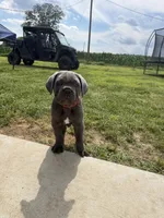 Red Collar, a male Cane Corso for sale in Osceola, AR – 1 of 8