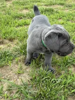 Green Collar , a female Cane Corso for sale in Osceola, AR – 2 of 6