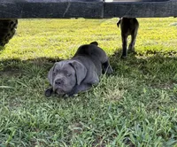 Green Collar , a female Cane Corso for sale in Osceola, AR – 8 of 9