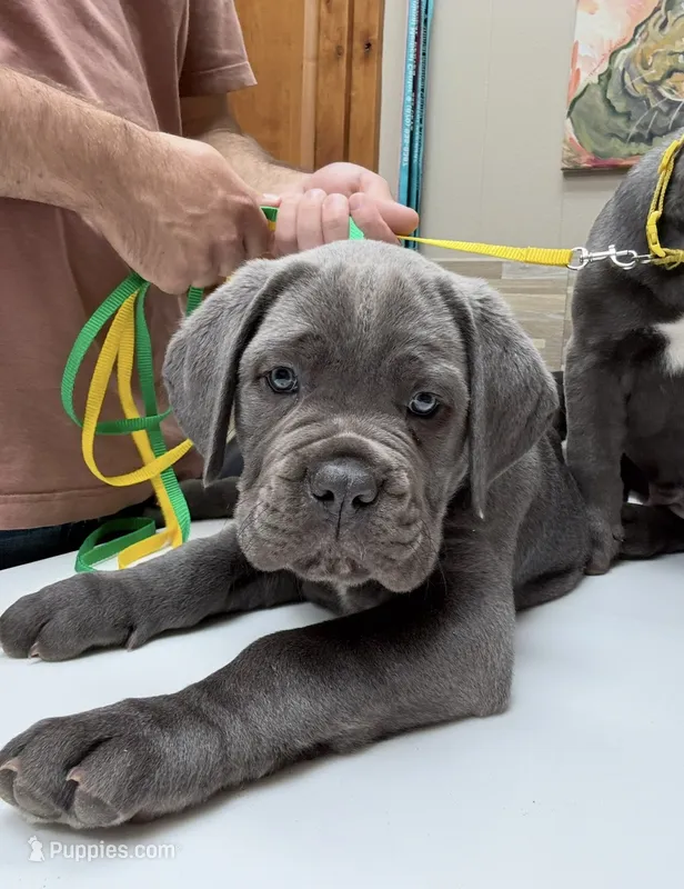 Green Collar  – Cane Corso puppy for sale in Osceola, AR