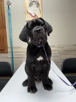 Purple Collar Male, a male Cane Corso for sale in Osceola, AR – 1 of 4