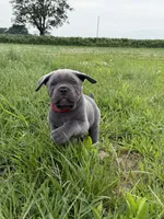 Red Collar, a male Cane Corso for sale in Osceola, AR – 7 of 8