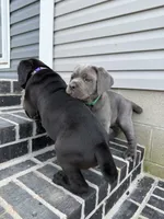 Green Collar , a female Cane Corso for sale in Osceola, AR – 3 of 6