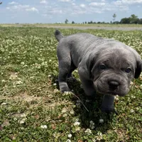 Green Collar , a female Cane Corso for sale in Osceola, AR – 5 of 6
