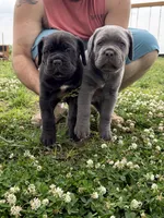 Purple Collar Male, a male Cane Corso for sale in Osceola, AR – 2 of 10