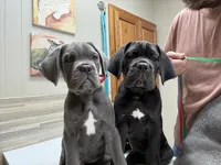 Purple Collar Male, a male Cane Corso for sale in Osceola, AR – 2 of 4