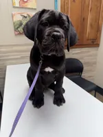 Purple Collar Male, a male Cane Corso for sale in Osceola, AR – 3 of 4