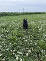 Purple Collar Male, a male Cane Corso for sale in Osceola, AR – 5 of 10