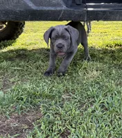 Green Collar , a female Cane Corso for sale in Osceola, AR – 9 of 9