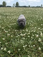 Red Collar, a male Cane Corso for sale in Osceola, AR – 5 of 8