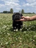 Purple Collar Male, a male Cane Corso for sale in Osceola, AR – 6 of 10