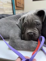 Red Collar, a male Cane Corso for sale in Osceola, AR – 4 of 8