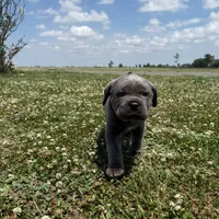 Green Collar , a female Cane Corso for sale in Osceola, AR – 6 of 6