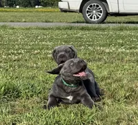 Green Collar , a female Cane Corso for sale in Osceola, AR – 7 of 9