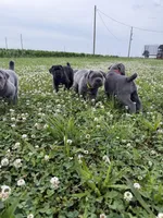 Purple Collar Male, a male Cane Corso for sale in Osceola, AR – 9 of 10