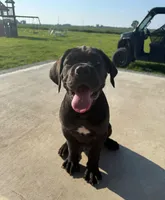 Purple Collar Male, a male Cane Corso for sale in Osceola, AR – 4 of 4