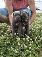 Red Collar, a male Cane Corso for sale in Osceola, AR – 6 of 8