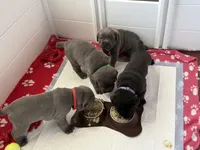 Purple Collar Male, a male Cane Corso for sale in Osceola, AR – 10 of 10