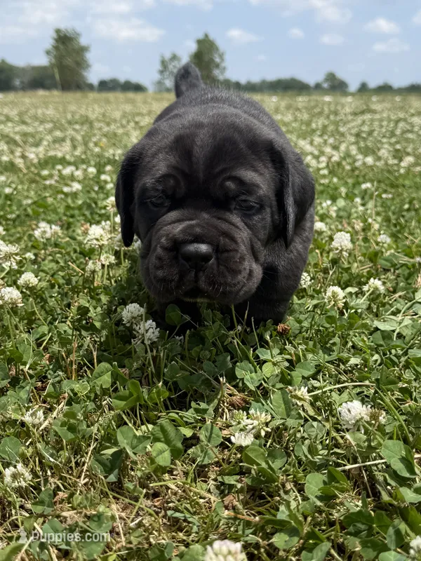 Purple Collar Male – Cane Corso puppy for sale in Osceola, AR