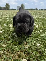 Purple Collar Male, a male Cane Corso for sale in Osceola, AR – 1 of 10
