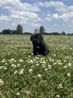 Purple Collar Male, a male Cane Corso for sale in Osceola, AR – 3 of 10
